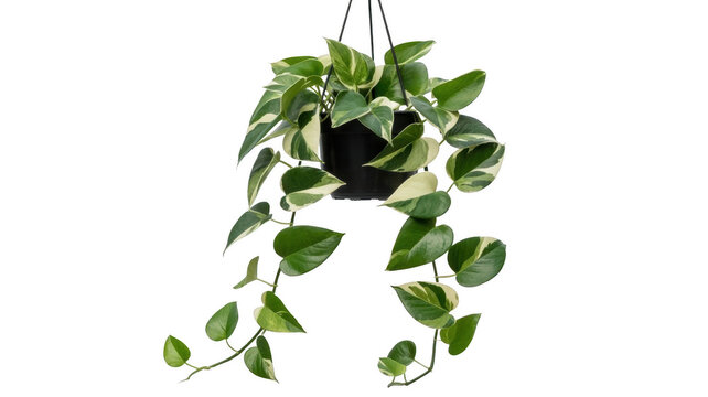 Green pothos plant png hanging planter png indoor climbing plant png leafy houseplant png home decor png transparent background image