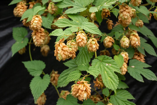 Dry hop cones with ladybug growing on vine in autumn garden. Organic humulus lupulus harvest on branch with green leaves for craft beer brewing and pharmacy.