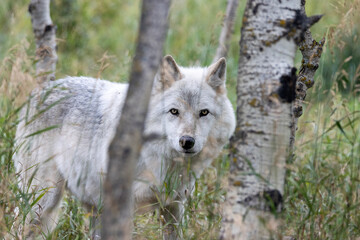 grey wolf peeking out from among trees in summer forest  © Amy