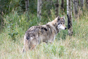 timber wolf standing in long grass among forest trees © Amy