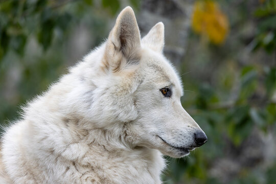 close up side profile of gray wolf canis lupus face with detailed ears nose eye