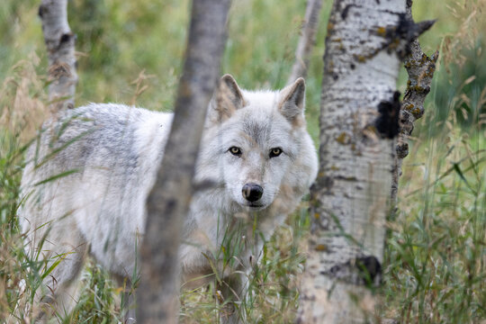 grey wolf peeking out from among trees in summer forest 