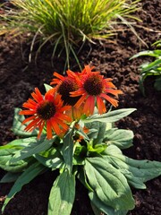 Kwitnąca Jeżówka (echinacea) na rabacie ogrodowej 09/2026 © Robert