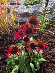 Kwitnąca Jeżówka (echinacea) na rabacie ogrodowej 09/2026 © Robert