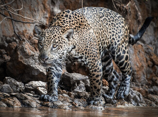 jaguar at the river bank © Agatha Carr