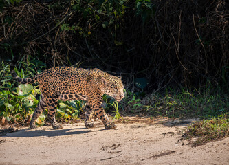 jaguar at the river bank © Agatha Carr