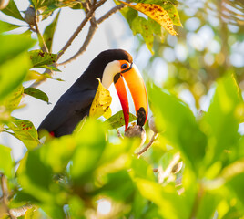 toucan on a tree © Agatha Carr