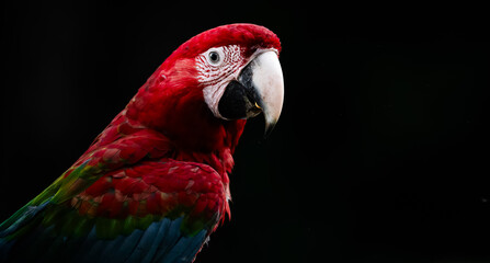 red and green macaw © Agatha Carr
