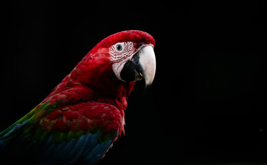 red and green macaw © Agatha Carr