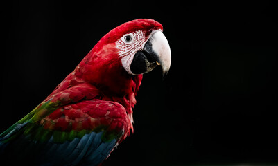 red and green macaw © Agatha Carr