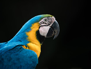 blue and yellow macaw © Agatha Carr