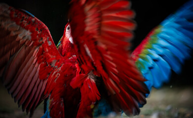 red and green macaw © Agatha Carr