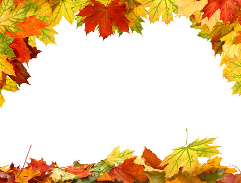  Isolated foliage. Maple autumn leaves panoramic frame. Fall leaf branch.
