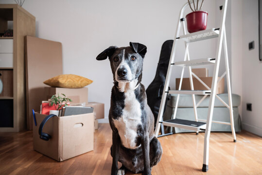 Loyal dog sitting patiently on hardwood floor in an empty room, surrounded by cardboard moving boxes and a step ladder, anticipating a new beginning in a new home