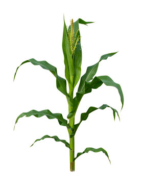 Corn plant stalk with green leaves and golden tassel blooming in summer season&nbsp;
