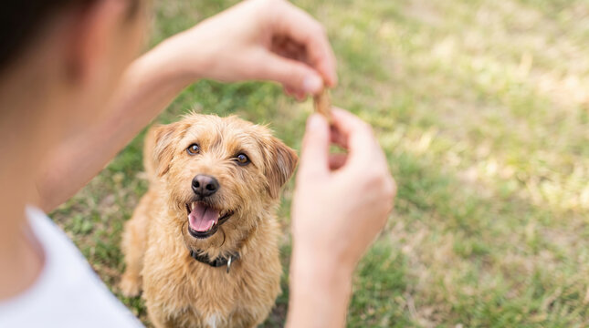 Person holding a small food treat for a cute terrier dog to eat while sitting in a lush green park during the daytime as the animal watches with