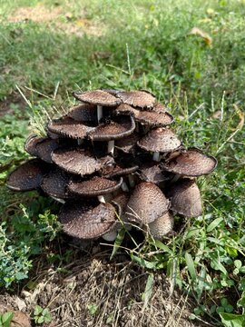 Dense cluster scaly inkcap mushrooms Coprinopsis species emerging from suburban lawn soil during fall in the American Midwest - Kansas Wild Mushrooms