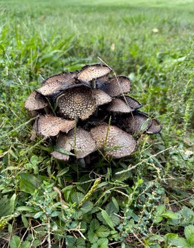 Dense cluster scaly inkcap mushrooms Coprinopsis species emerging from suburban lawn soil during fall in the American Midwest - Kansas Wild Mushrooms