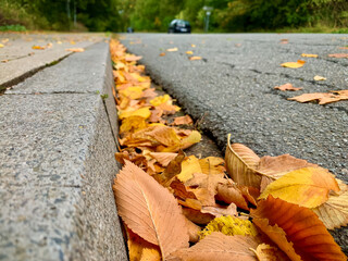 Naklejka premium Dry yellow and orange autumn leaves gathered in a gutter along stone curb on asphalt road surface. Ground level perspective with blurred background for seasonal nature content