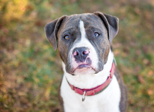 A Pit Bull Terrier mixed breed dog looking up at the camera