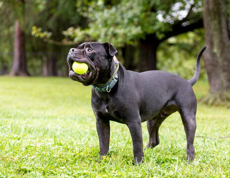 A Shar-Pei x Pit Bull Terrier mixed breed dog playing with a ball