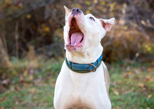 A Pit Bull Terrier mixed breed dog about to catch a treat