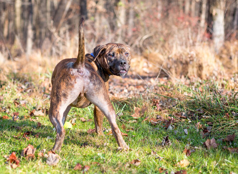 A brindle Pit Bull Terrier mixed breed dog looking over its shoulder