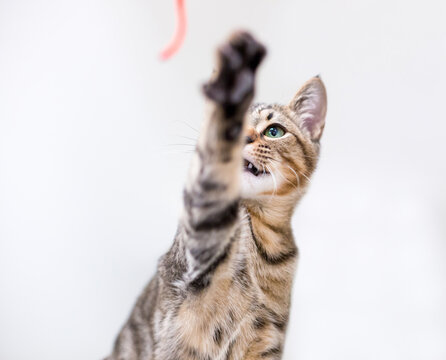 A young shorthair kitten reaching out with one paw to bat a string