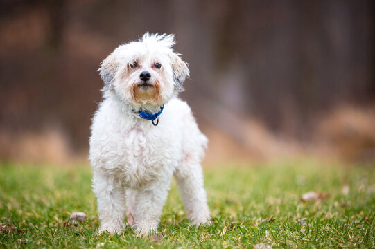 A Bichon Frise mixed breed dog with tear stains on its face