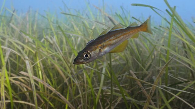 Underwater shot of juvenile Pollack swimming above seagrass bed, Swanage, Dorset
