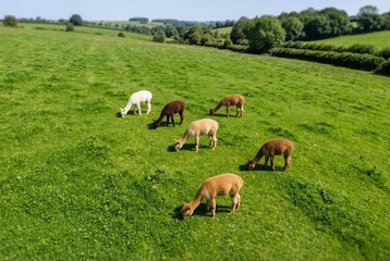 Fototapeta premium High-angle aerial view of a small, multi-colored herd of alpacas grazing peacefully in a bright green pasture for eco-farming and agriculture banners.