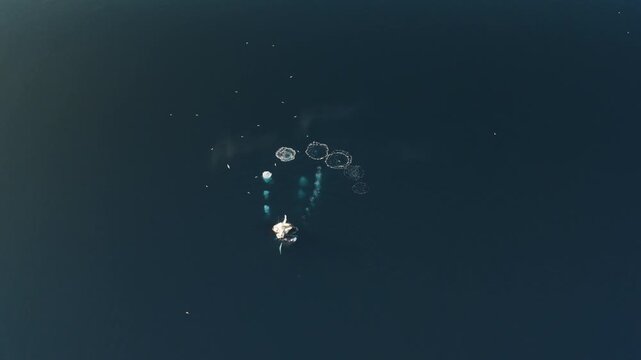 Aerial view of whales creating circular bubble patterns on the deep blue ocean surface during a feeding session in Greenland.