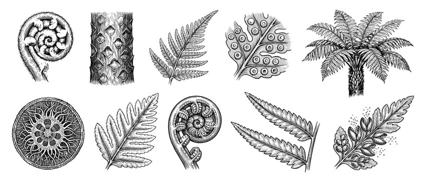 Hand Drawn Fern Botanical Illustration Set with Koru Fiddlehead Spores and Tropical Tree Fronds in Woodcut Style