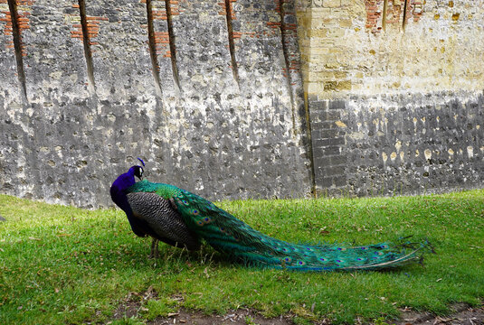 A male Indian peafowl with an iridescent blue neck and long green tail feathers stands on a grassy slope before a historic stone wall in Lisbon, Portugal