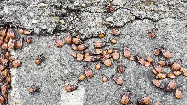 Firebugs crawling on cracked concrete detail