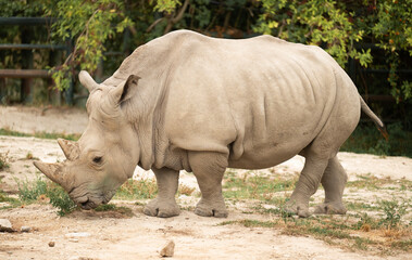 Wild rhinoceros. Rhino outdoor. White rhinoceros. Wild animal in nature. Rhino on the ground. Wildlife nature. Wildlife and zoo. Rhino animal in zoo park. Fauna in wildlife. Animal park © be free