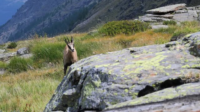 chamois in summer, chamois, Rupicapra rupicapra, summer, mammal, meadow, field, mountain, high mountain,  Gran Paradiso National Park, Cogne, Valnontey, Valle d'Aosta, Italy,, alpine praire