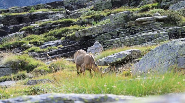 chamois in summer, chamois, Rupicapra rupicapra, summer, mammal, meadow, field, mountain, high mountain,  Gran Paradiso National Park, Cogne, Valnontey, Valle d'Aosta, Italy,, alpine praire