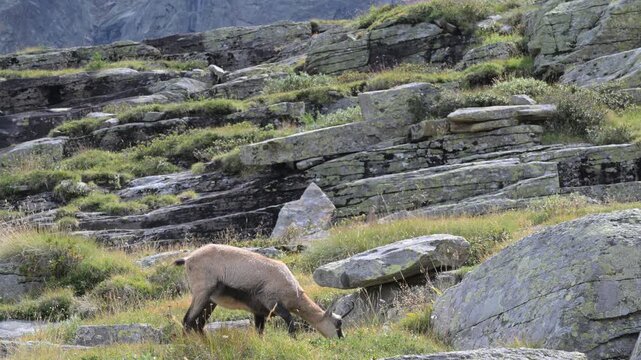 chamois in summer, chamois, Rupicapra rupicapra, summer, mammal, meadow, field, mountain, high mountain,  Gran Paradiso National Park, Cogne, Valnontey, Valle d'Aosta, Italy,, alpine praire