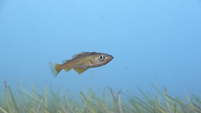 Underwater shot of juvenile Pollack swimming above seagrass bed, Swanage, Dorset