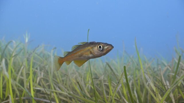 Underwater shot of juvenile Pollack swimming above seagrass bed, Swanage, Dorset