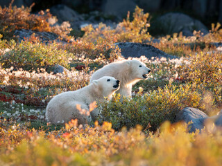 close up of 2 polar bear cubs sidce by side in their natural environment in canada, showing highlights of the autumn colors of the tundra, yellow, orange, green, and red. © Karen