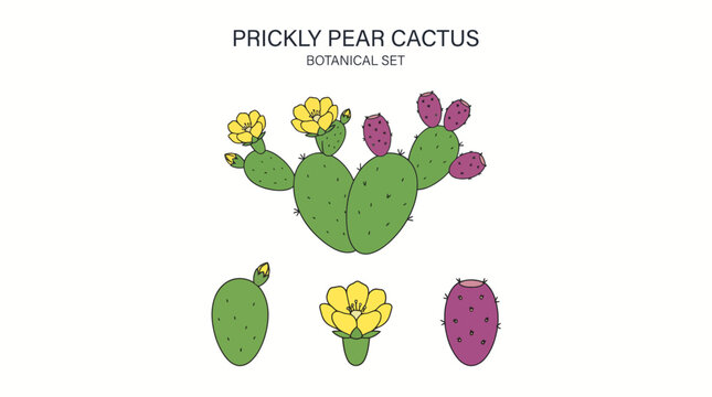 Very beautiful flat realistic vector botanical set of Prickly Pear cactus, oval green pads, spines, yellow flowers, purple fruits, label "PRICKLY PEAR CACTUS", clean flat outlines, no shading, no shad