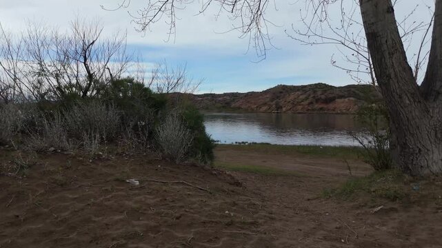 tree on the shore