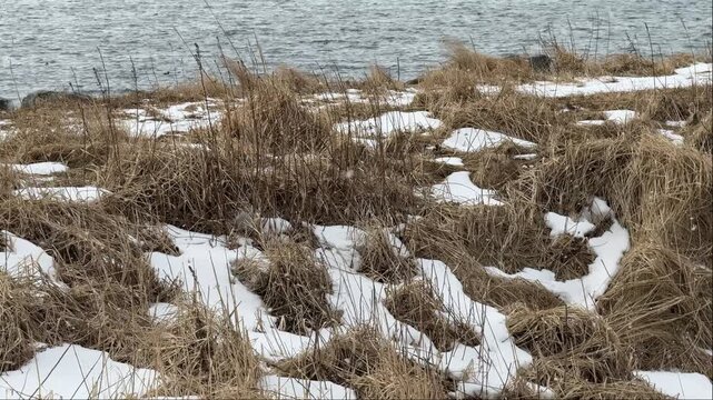 Close up details of light snow falling on dormant brown tundra grass along an alaskan shoreline.