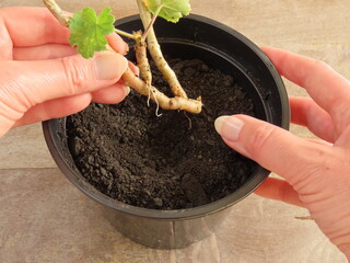 Closeup of a woman's hands holding a stem cutting of a geranium with roots. Planting a geranium stem. Hands holding a plant. Geranium propagation. Rooting geranium in water. © Verediana Hille