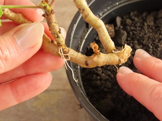 Closeup of a woman's hands holding a stem cutting of a geranium with roots. Planting a geranium stem. Hands holding a plant. Geranium propagation. Rooting geranium in water. © Verediana Hille