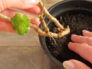 Closeup of a woman's hands holding a stem cutting of a geranium with roots. Planting a geranium stem. Hands holding a plant. Geranium propagation. Rooting geranium in water. © Verediana Hille