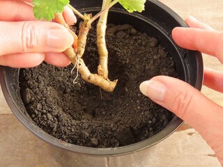 Closeup of a woman's hands holding a stem cutting of a geranium with roots. Planting a geranium stem. Hands holding a plant. Geranium propagation. Rooting geranium in water. © Verediana Hille