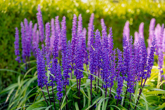 Selective focus of blue Lily turf flower in the garden, Liriope muscari is a species of flowering plant from East Asia, Herbaceous perennial has grass-like evergreen foliage, Nature floral background.